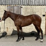 Cotai Glory x Bellazada