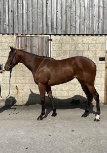 Cotai Glory x Bellazada