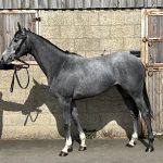 Zoustar x Helcia