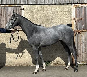Zoustar x Helcia