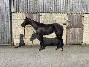 Prima Diva